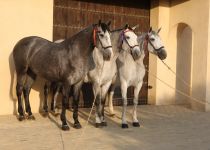Y. TORRELUNA 9-07 058 (Copiar)